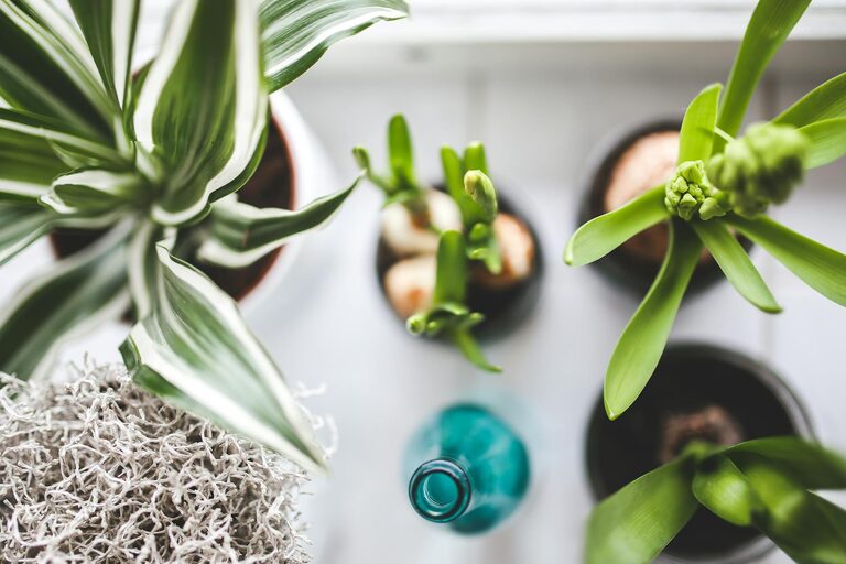 Les meilleures plantes d&rsquo;intérieur pour purifier l&rsquo;air de votre maison